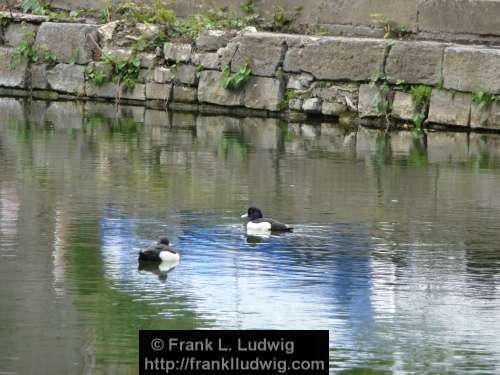 Tufted Ducks